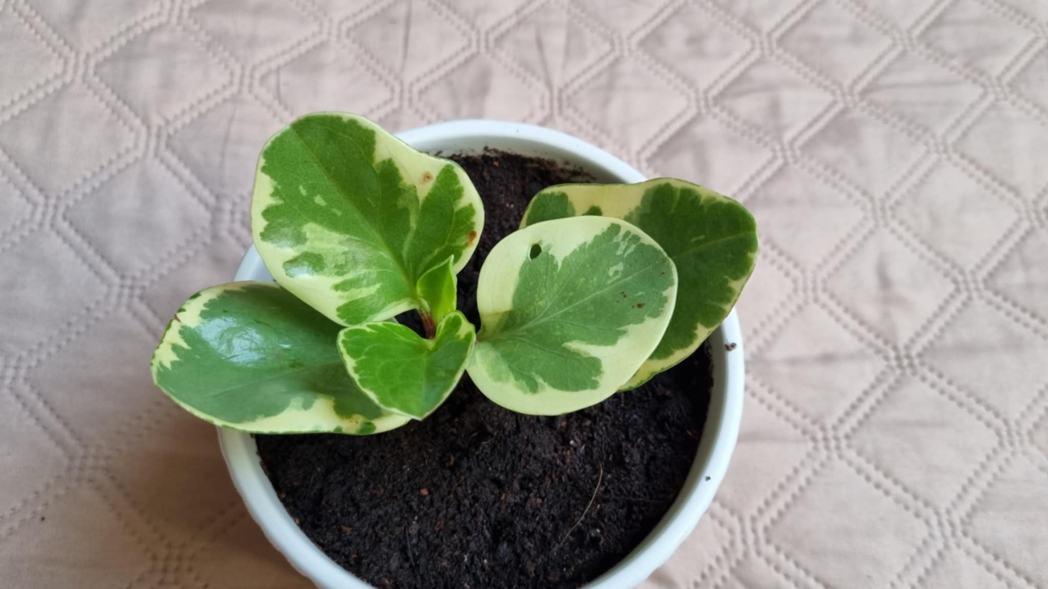 Peperomia obtusifolia Image 1